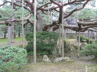 JAPAN-ISRAEL JAPANESE GARDEN